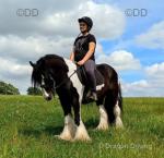 Bullseye, 14hh Riding Gelding 