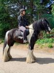 Bullseye, 14hh Riding Gelding 