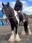 Bullseye, 14hh Riding Gelding 