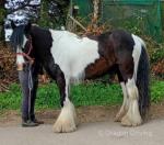 Bullseye, 14hh Riding Gelding 