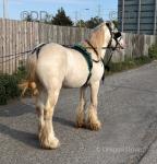 Double dilute stallion 14.1 or 2, 4 years old. Sire SanCler Barley Corn. Dam SanCler Ivory. 