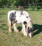 Gelding