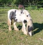 Gelding