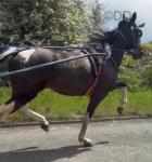 15hh 4 year old colt will pull u over 30mph square goer. Good horse for the drives coming up or appley. 