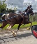 Driving Stallion