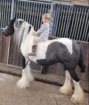 13.2hh ride and drive mare absolutely bombproof to ride and drive. This mare was Benny Hargreaves mare. Cob is straight as they come, cob's a good mover. Won't find straighter cob then this. 