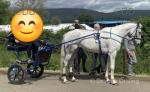Pearl, 16hh flea bitten grey mare. Blue and white in summer. 12 years old. Ride and drive, more experienced driving but fine to be ridden just forward when coming back home. Good to do in all ways. Bombproof in traffic will hack alone and in company. 
