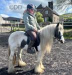 Queenie, 12.2hh Riding Mare
