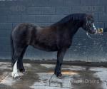 Rita, 10.3hh Welsh Section A Driving Mare 