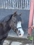 Rita, 10.3hh Welsh Section A Driving Mare 