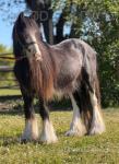 Baby, Stallion 