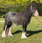 Baby, Stallion 