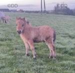 Shetland Colt Foal