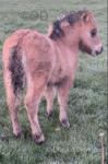 Shetland Colt Foal