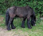 Filly