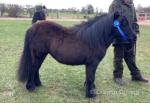 QuarryGrie Aprils Delight, Yearling Shetland Filly