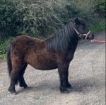QuarryGrie Aprils Delight, Yearling Shetland Filly