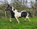 14.2hh Mare