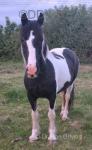 14.2hh Mare