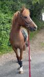 Riding Filly