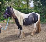 13.2hh Broodmare