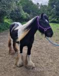13.2hh Broodmare
