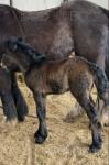 13hh Broodmare with Filly Foal at Foot 