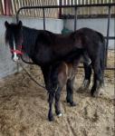 13hh Broodmare with Filly Foal at Foot 