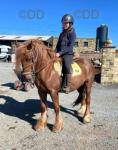 Hillside Red Devil, 14.1hh Riding Gelding 