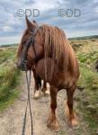 Hillside Red Devil, 14.1hh Riding Gelding 