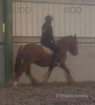 Hillside Red Devil, 14.1hh Riding Gelding 