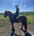Hillside Red Devil, 14.1hh Riding Gelding 