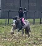 13.2hh Riding Mare