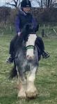 13.2hh Riding Mare
