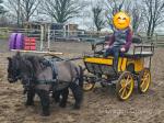 Bradly & Liquorice, Shetland Ride & Drive Geldings with Cart & Harness