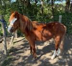 Welsh Section A Filly 