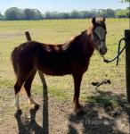 Welsh Section A Filly 