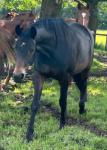 Perles Pisa, 16.1hh Mare