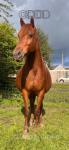 15.2hh Mare in Foal 