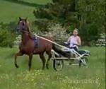15.2hh Mare in Foal 
