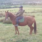 15.2hh Mare in Foal 