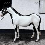 15.2hh Mare in Foal 