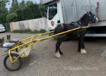 Nice little ride and drive cob, stands at 12hh, he is a 3 year old gelding. 
