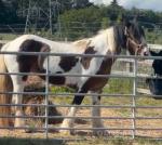 13hh Mare