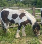 13hh Mare