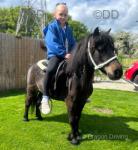 Shetland Riding Gelding 