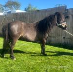 Shetland Riding Gelding 