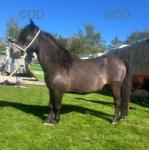 Shetland Riding Gelding 
