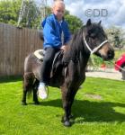 Shetland Riding Gelding 