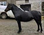 Ebony, 14.1hh Welsh Section D Mare